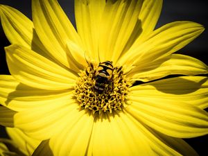 Preview wallpaper myathropa, bee, flower, macro, yellow