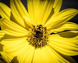 Preview wallpaper myathropa, bee, flower, macro, yellow