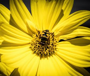 Preview wallpaper myathropa, bee, flower, macro, yellow