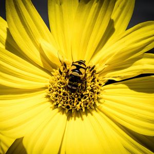 Preview wallpaper myathropa, bee, flower, macro, yellow