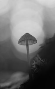 Preview wallpaper mycena, mushroom, black and white, macro, nature, blur