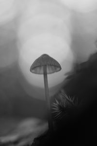 Preview wallpaper mycena, mushroom, black and white, macro, nature, blur