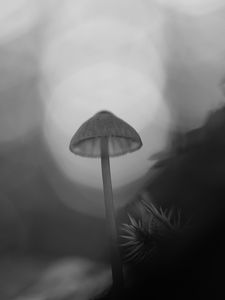 Preview wallpaper mycena, mushroom, black and white, macro, nature, blur