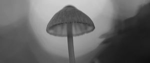 Preview wallpaper mycena, mushroom, black and white, macro, nature, blur