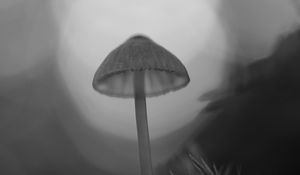 Preview wallpaper mycena, mushroom, black and white, macro, nature, blur