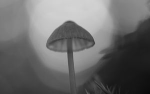 Preview wallpaper mycena, mushroom, black and white, macro, nature, blur
