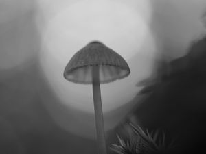 Preview wallpaper mycena, mushroom, black and white, macro, nature, blur