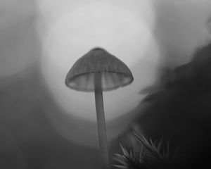 Preview wallpaper mycena, mushroom, black and white, macro, nature, blur