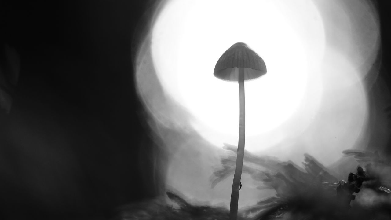 Wallpaper mycena, mushroom, black and white, macro, blur