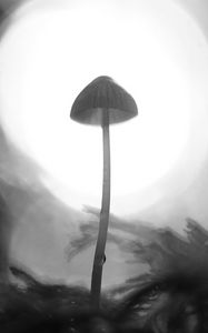 Preview wallpaper mycena, mushroom, black and white, macro, blur