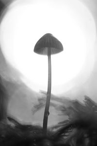 Preview wallpaper mycena, mushroom, black and white, macro, blur