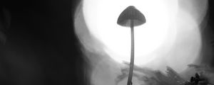Preview wallpaper mycena, mushroom, black and white, macro, blur
