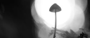 Preview wallpaper mycena, mushroom, black and white, macro, blur