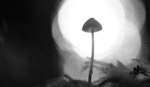 Preview wallpaper mycena, mushroom, black and white, macro, blur