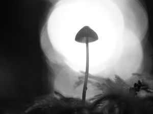 Preview wallpaper mycena, mushroom, black and white, macro, blur