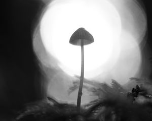 Preview wallpaper mycena, mushroom, black and white, macro, blur