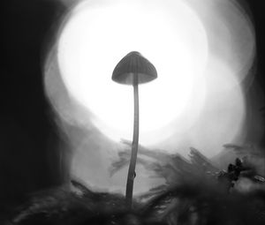 Preview wallpaper mycena, mushroom, black and white, macro, blur