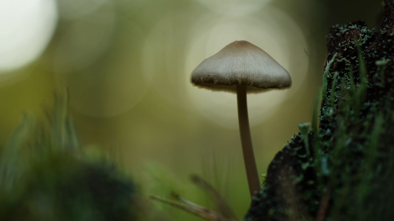 1366x768 Wallpaper mycena, mushroom, nature, macro, moss, grass, blur