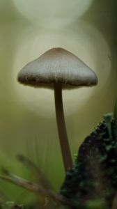 Preview wallpaper mycena, mushroom, nature, macro, moss, grass, blur