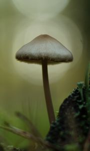 Preview wallpaper mycena, mushroom, nature, macro, moss, grass, blur