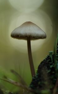 Preview wallpaper mycena, mushroom, nature, macro, moss, grass, blur