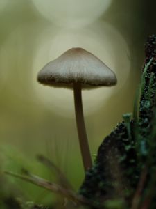 Preview wallpaper mycena, mushroom, nature, macro, moss, grass, blur