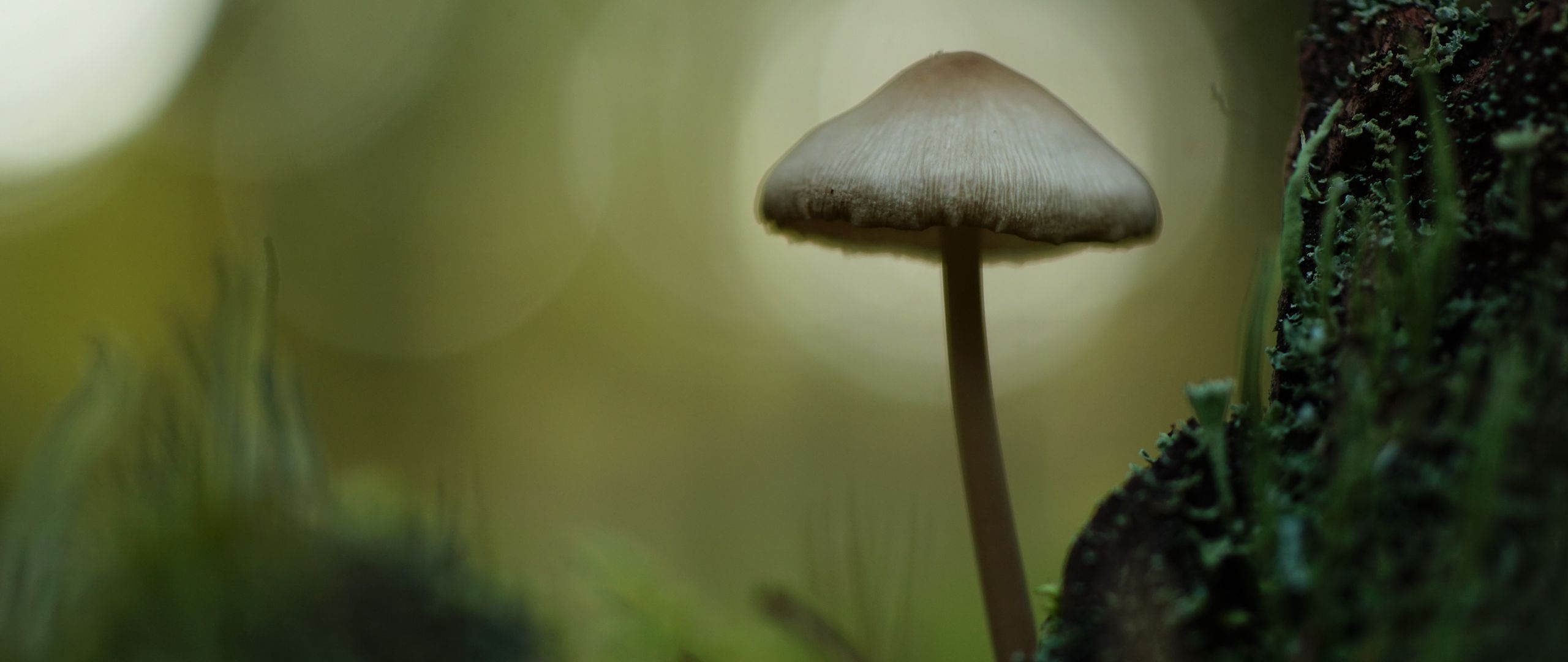 2560x1080 Wallpaper mycena, mushroom, nature, macro, moss, grass, blur