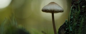 Preview wallpaper mycena, mushroom, nature, macro, moss, grass, blur
