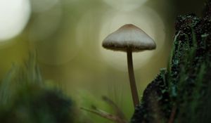 Preview wallpaper mycena, mushroom, nature, macro, moss, grass, blur