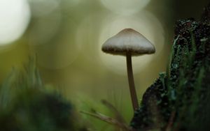 Preview wallpaper mycena, mushroom, nature, macro, moss, grass, blur