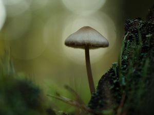 Preview wallpaper mycena, mushroom, nature, macro, moss, grass, blur