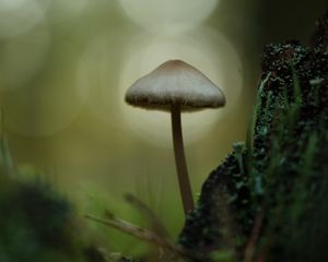 Preview wallpaper mycena, mushroom, nature, macro, moss, grass, blur