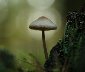 Preview wallpaper mycena, mushroom, nature, macro, moss, grass, blur