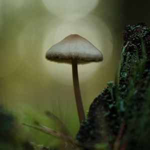 Preview wallpaper mycena, mushroom, nature, macro, moss, grass, blur