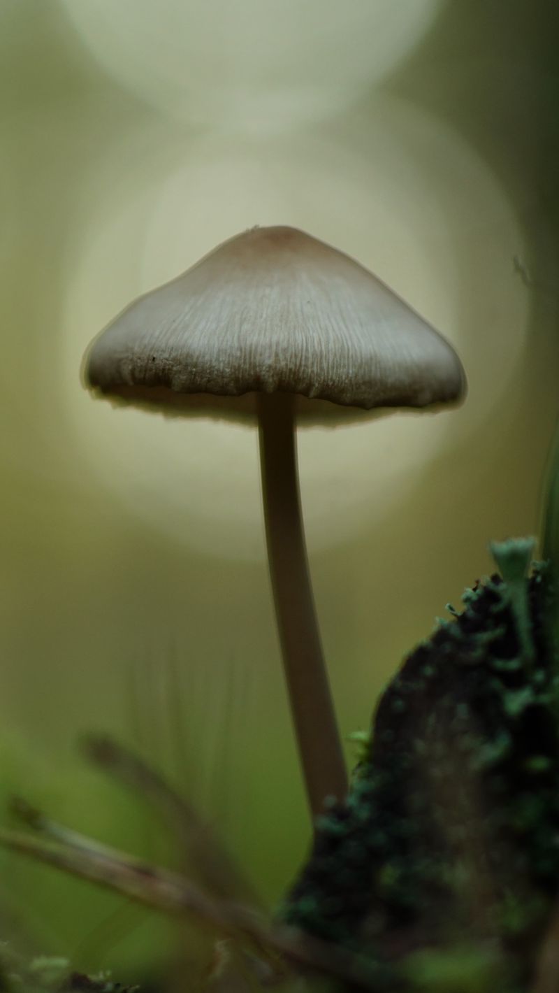 800x1420 Wallpaper mycena, mushroom, nature, macro, moss, grass, blur