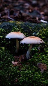 Preview wallpaper mycena, mushrooms, moss, macro