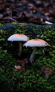 Preview wallpaper mycena, mushrooms, moss, macro