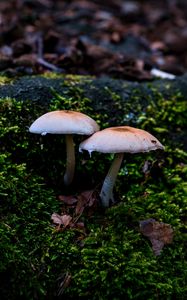 Preview wallpaper mycena, mushrooms, moss, macro