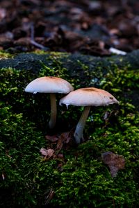 Preview wallpaper mycena, mushrooms, moss, macro