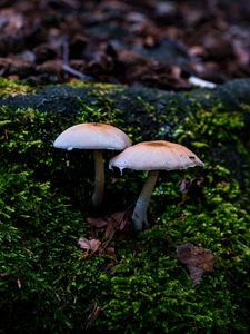 Preview wallpaper mycena, mushrooms, moss, macro