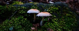 Preview wallpaper mycena, mushrooms, moss, macro