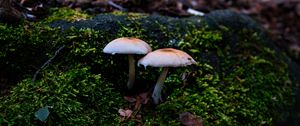 Preview wallpaper mycena, mushrooms, moss, macro