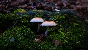 Preview wallpaper mycena, mushrooms, moss, macro