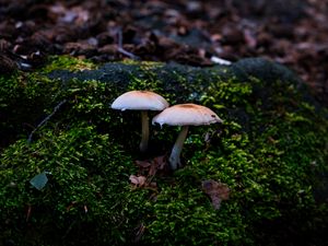 Preview wallpaper mycena, mushrooms, moss, macro