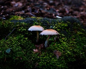 Preview wallpaper mycena, mushrooms, moss, macro