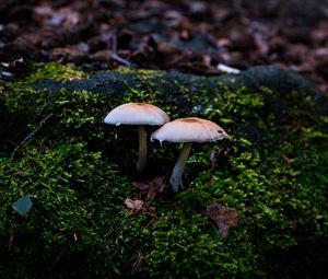 Preview wallpaper mycena, mushrooms, moss, macro