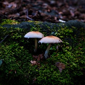 Preview wallpaper mycena, mushrooms, moss, macro