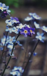 Preview wallpaper myosotis, flower, bloom, macro