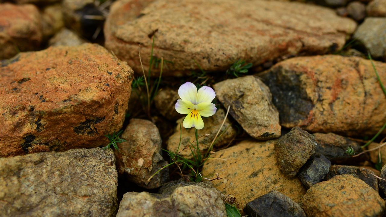 Wallpaper myosotis, flower, bloom, macro, stones