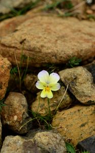 Preview wallpaper myosotis, flower, bloom, macro, stones